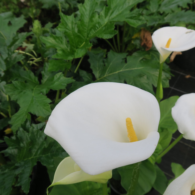 Arum Blanc Zantedeschia Aethiopica