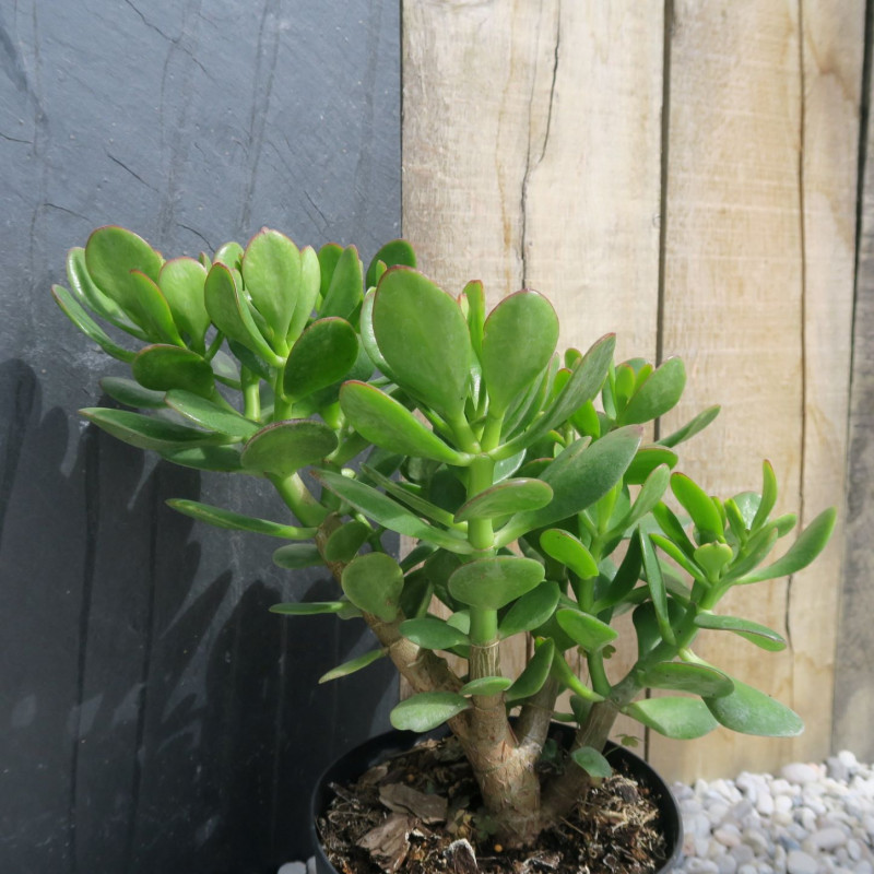 Crassula Ovata