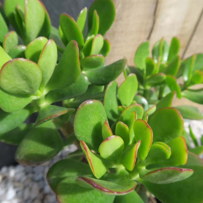 Crassula Ovata