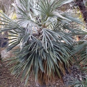 Palmier Washingtonia de Californie : 175-200 cm - Pépinière Sainte