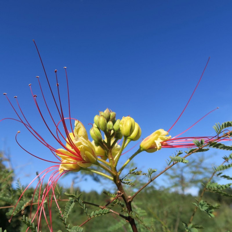 Caesalpinia gilliesii