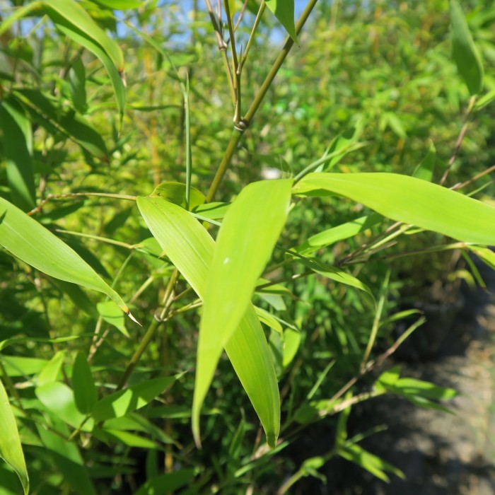  Bambou  phyllostachys aurea