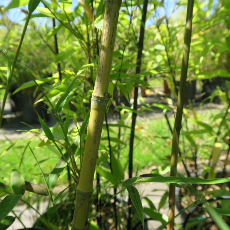 Bambou  phyllostachys aurea