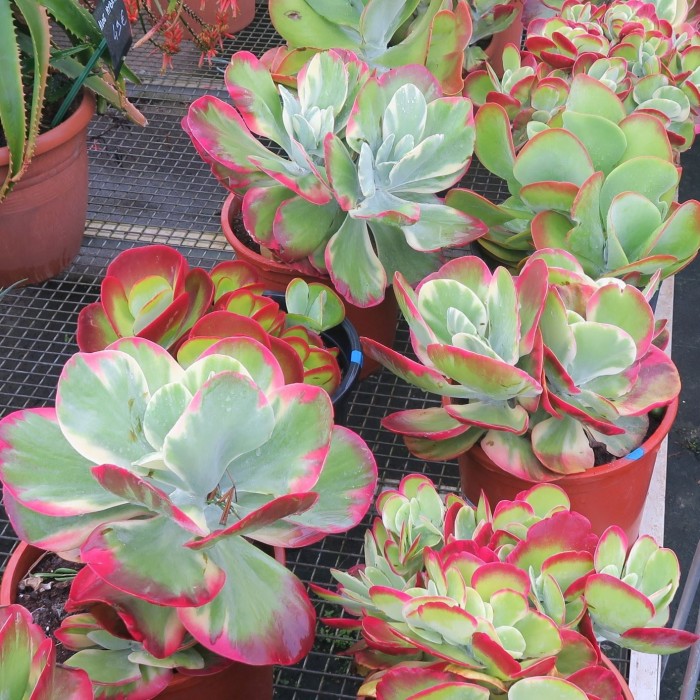 Kalanchoe Турсифлора