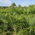 Palmier Chamaerops humilis