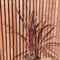 Cordyline australis Burgundy spire