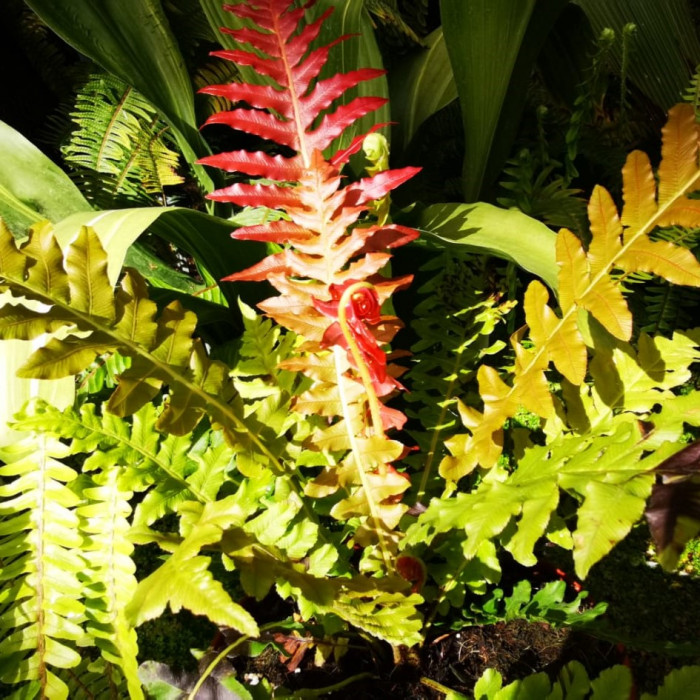 Blechnum brasiliense