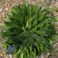 Agave lophantha splendida