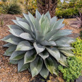 Agave ovatifolia