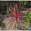 Cordyline australis Charlie Boy