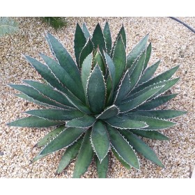 Pépinière Palmaris palmiers yuccas agaves bananiers Qu'est ce qu