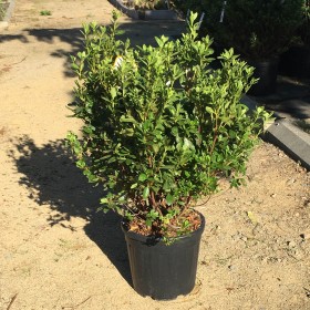 Azalea japonica white lady