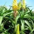 Plantes exotiques au jardin