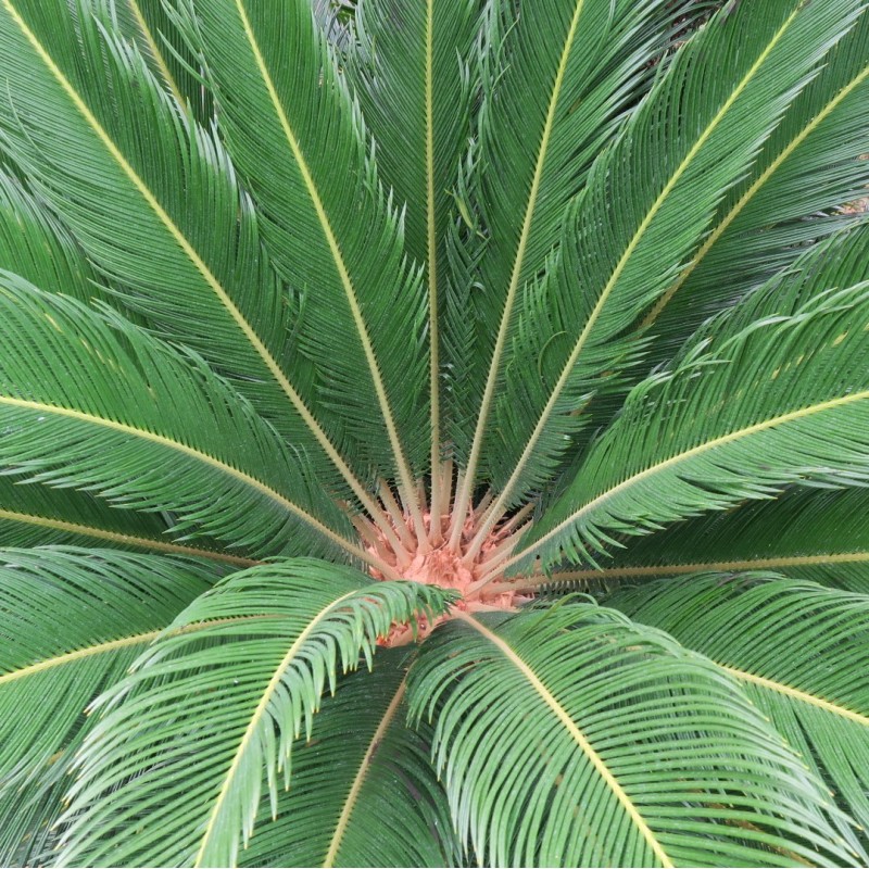 Cycas revoluta фото