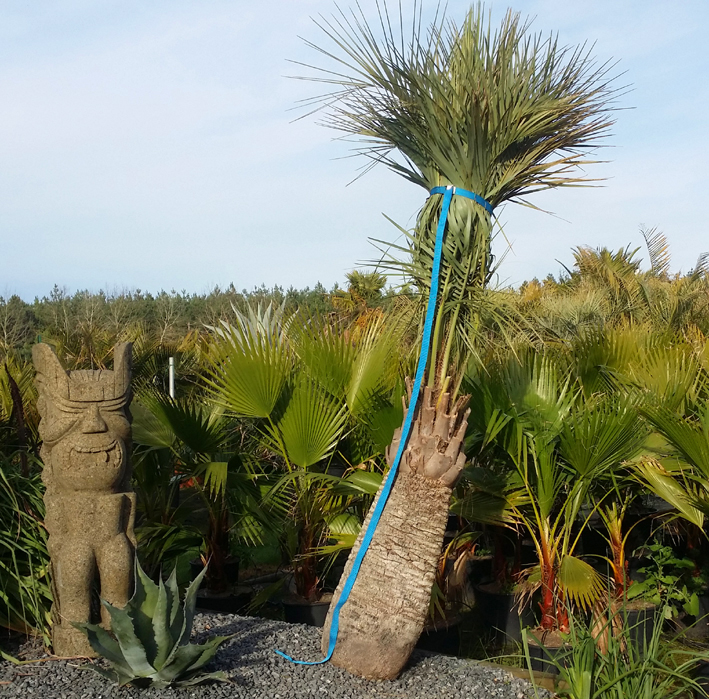 Protection hivernale des plantes frileuses (exotiques et palmiers
